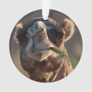 Hump Day Camel Feasting auf grünem Gras Ornament