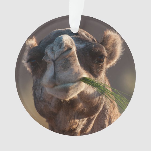 Hump Day Camel Feasting auf grünem Gras Ornament (Vorderseite)