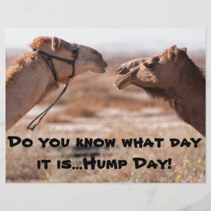 Hump Day Camels