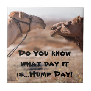 Hump Day Camels Fliese
