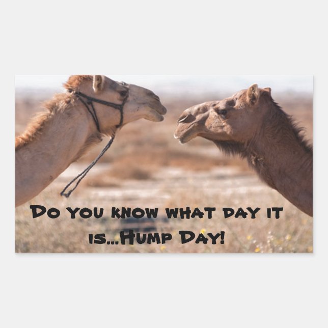 Hump Day Camels Rechteckiger Aufkleber (Vorderseite)