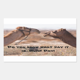 Hump-Day-Kamele Rechteckiger Aufkleber