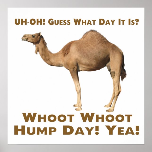 Hump Day Poster (Vorne)