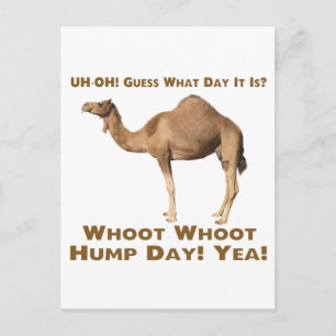 Hump Day Postkarte