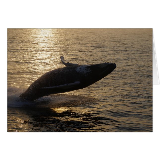 Humpback (Vorderseite (Horizontal))