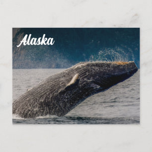 Humpback Breach Alaska Postcard Postkarte
