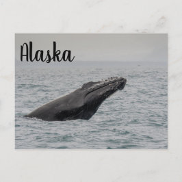 Humpback Breach Alaska Postkarte