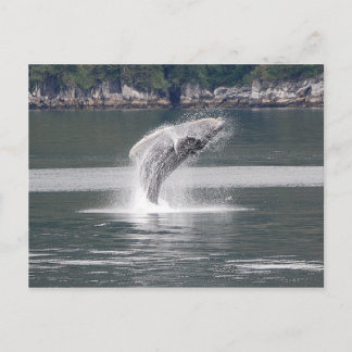Humpback Breach Postkarte