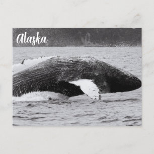 Humpback Break Schwarz-Weiß Postkarte
