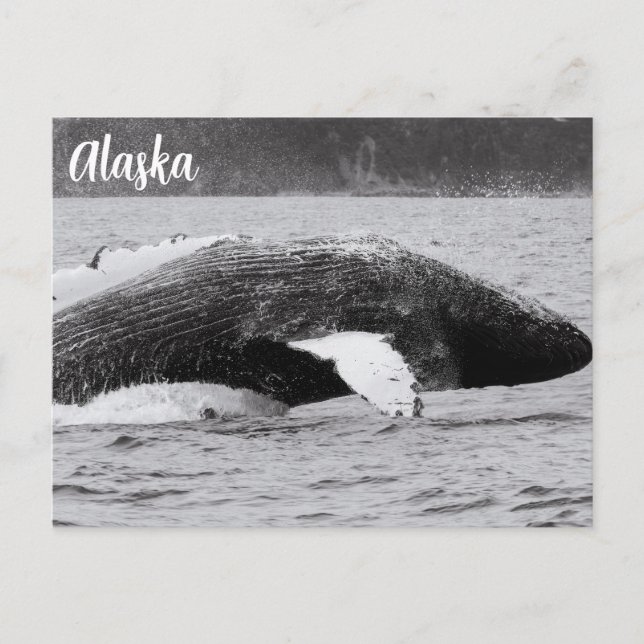 Humpback Break Schwarz-Weiß Postkarte (Vorderseite)