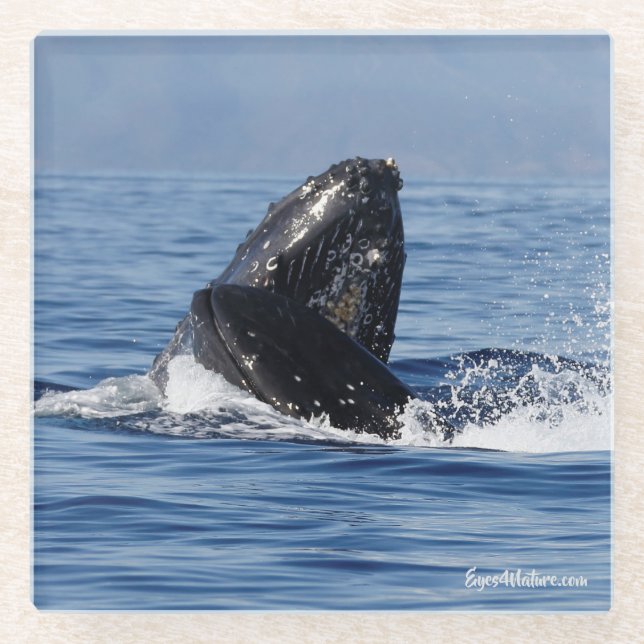 Humpback fight glass-Untersetzer Glasuntersetzer (Vorderseite)