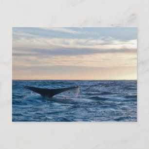 Humpback Tail Postkarte