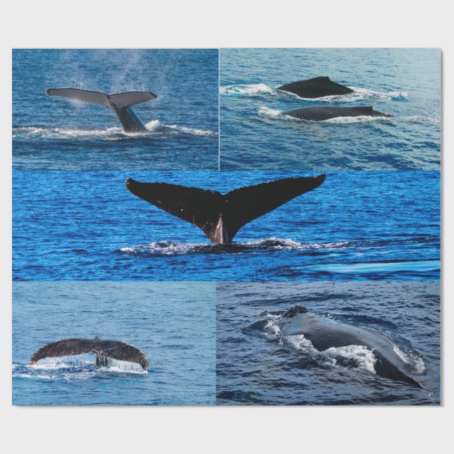 Humpback Wal Geschenkpapier (Flach)