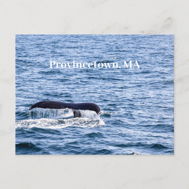 Humpback Wal Postcard Postkarte (Vorderseite)