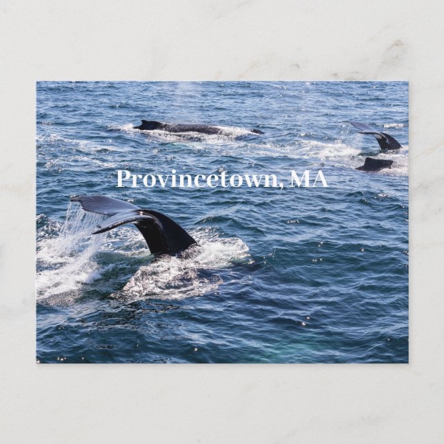 Humpback Wal Schwanz Postcard Postkarte (Vorderseite)