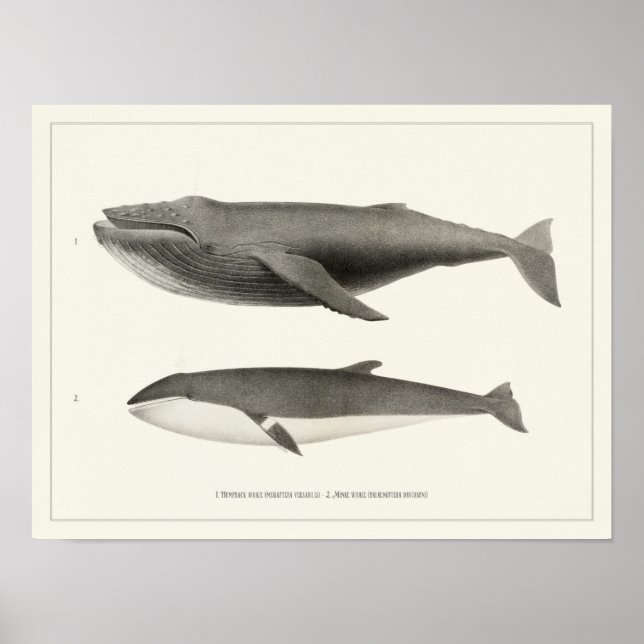Humpback Wal und Minke Whale Poster (Vorne)