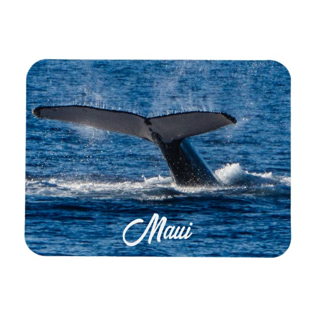Humpback-Walbild auf Maui Magnet (Horizontal)