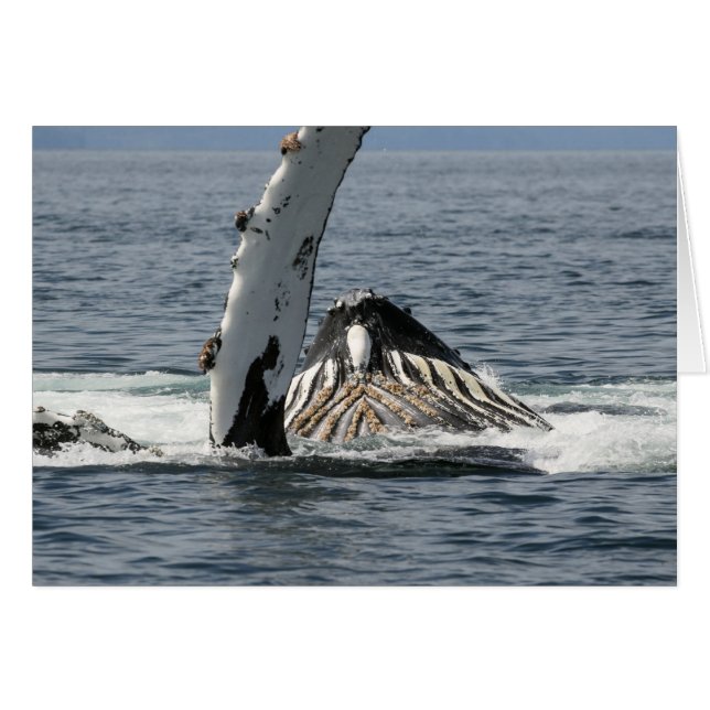 Humpback Whale (Vorderseite (Horizontal))