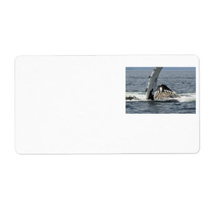 Humpback Whale
