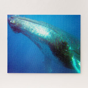 Humpback Whale Alaska Puzzle