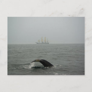 Humpback Whale and Tall Ship 2 Postkarte