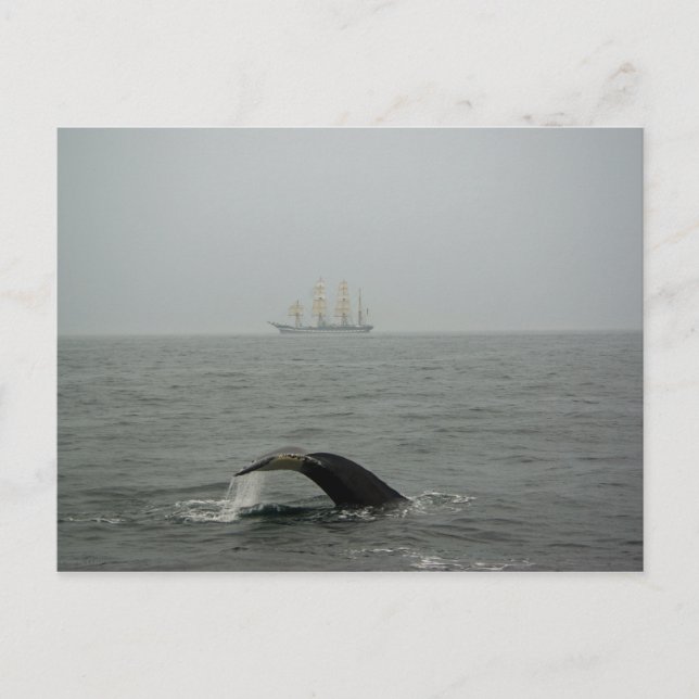 Humpback Whale and Tall Ship 2 Postkarte (Vorderseite)