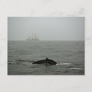 Humpback Whale and Tall Ship Postcard Postkarte