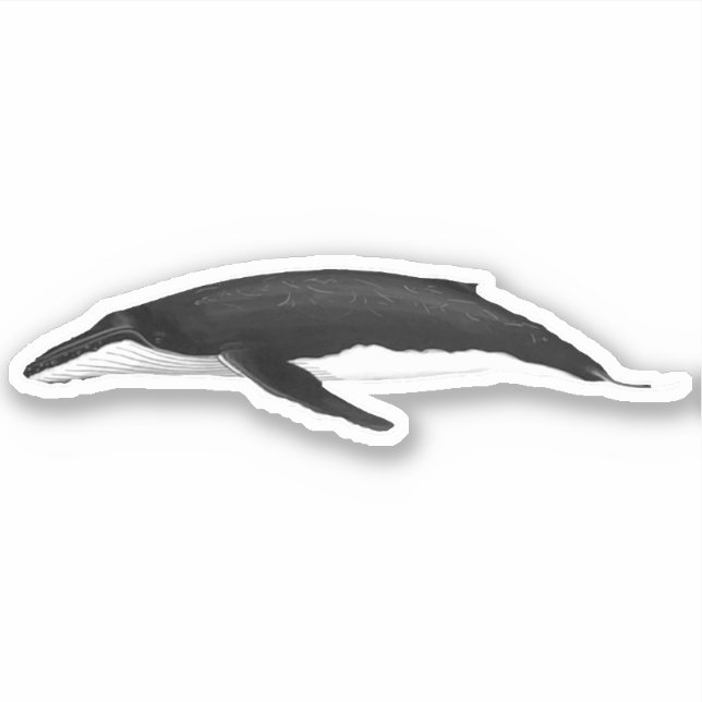 HUMPBACK WHALE AUFKLEBER (Vorderseite)