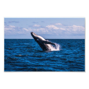 Humpback Whale Breaching Foto Print