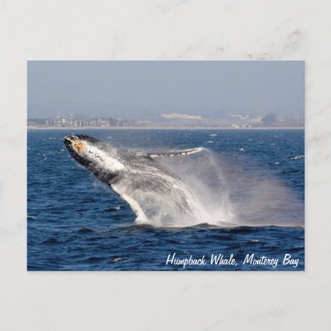 Humpback Whale Break Postkarte (Vorderseite)