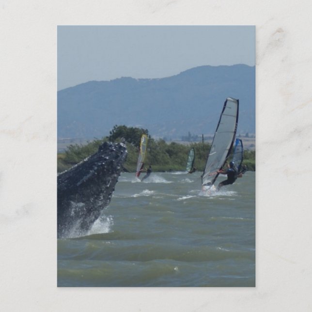 Humpback Whale Brechen durch Windsurfer Postkarte (Vorderseite)