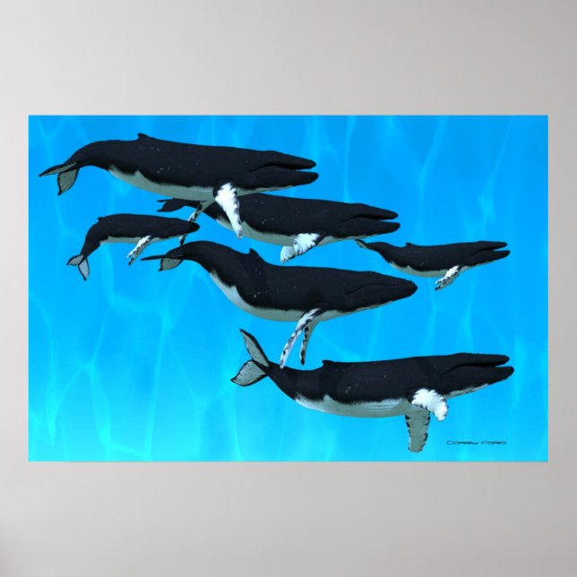 Humpback Whale Family Print Poster (Vorne)