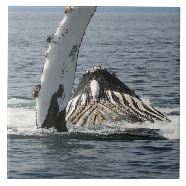 Humpback Whale Fliese (Vorderseite)