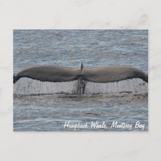 Humpback Whale Flukes Postcard Postkarte