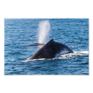 Humpback Whale Foto Print