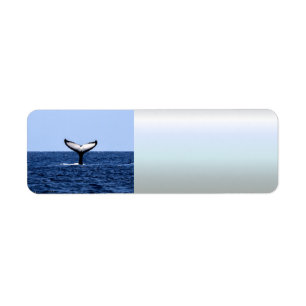 Humpback Whale im Ozean