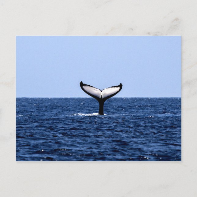 Humpback Whale im Ozean Postkarte (Vorderseite)