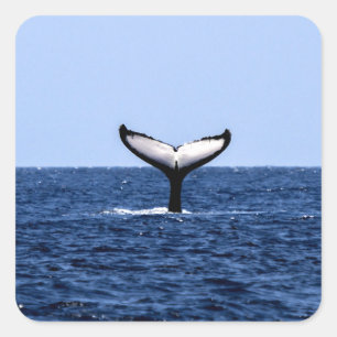 Humpback Whale im Ozean Quadratischer Aufkleber