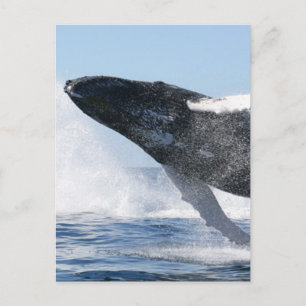 Humpback Whale Jumping High Postkarte