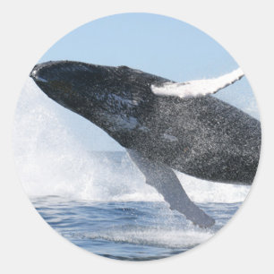 Humpback Whale Jumping High Runder Aufkleber