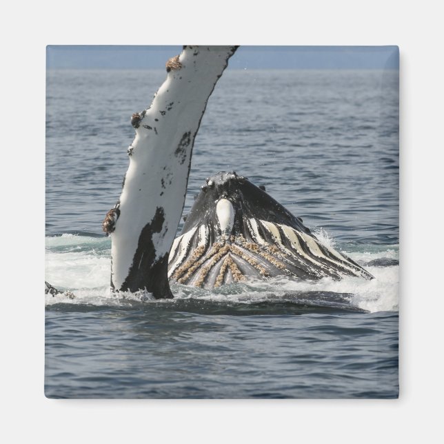 Humpback Whale Magnet (Vorne)