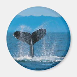 Humpback Whale Magnet