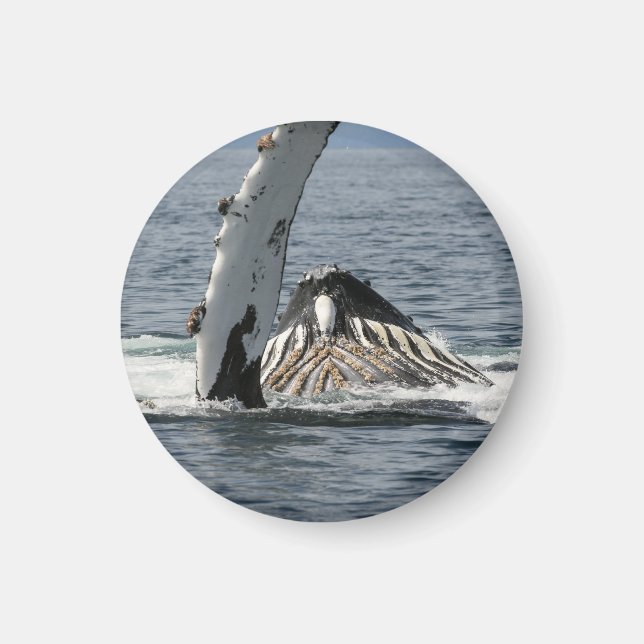Humpback Whale Magnet (Vorne)