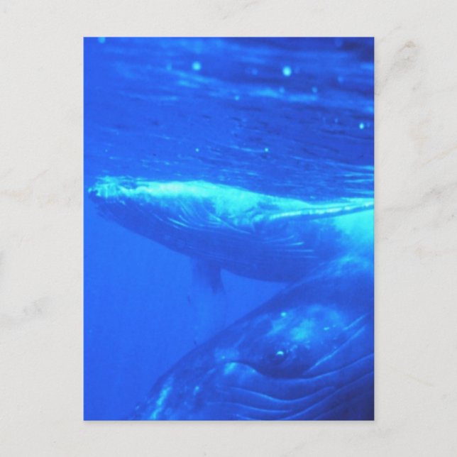 Humpback Whale Mother and Calf Postkarte (Vorderseite)