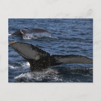 Humpback Whale Pair Postkarte