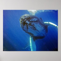 Humpback Whale