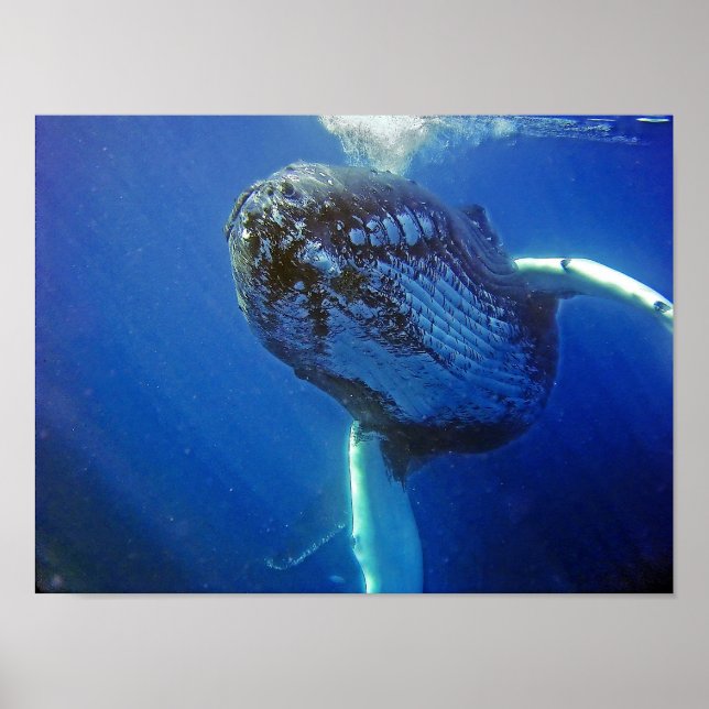 Humpback Whale Poster (Vorne)