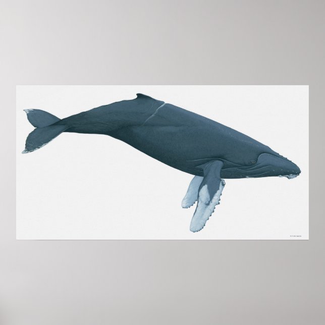 Humpback Whale Poster (Vorne)