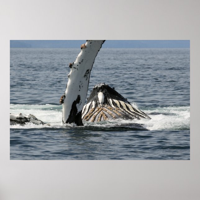 Humpback Whale Poster (Vorne)