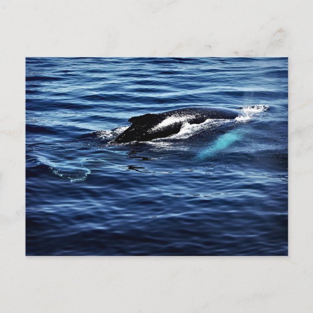 Humpback Whale Postkarte (Vorderseite)